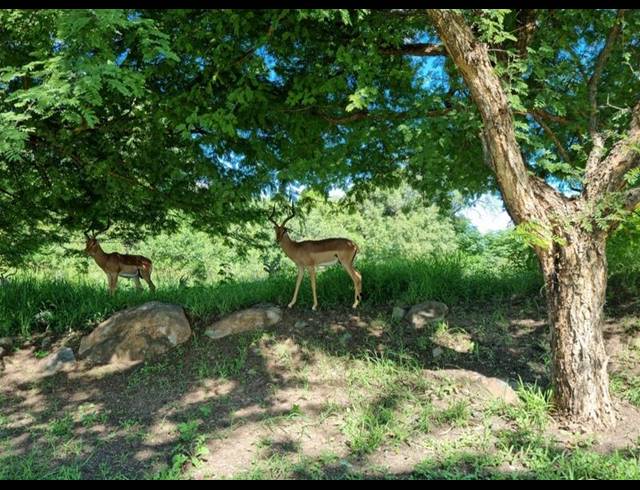 LAND FOR SALE IN NGWENYA RIVER ESTATE